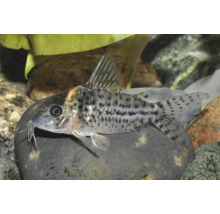 Gefleckter Panzerwels auf einem Stein in einem Aquarium.