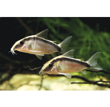 Zwei Corydoras adolfoi Panzerwelse schwimmen in einem Aquarium mit grünen Wasserpflanzen.