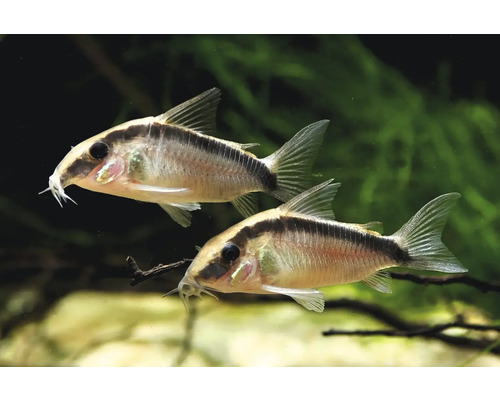 Zwei Corydoras adolfoi Panzerwelse schwimmen in einem Aquarium mit grünen Wasserpflanzen.