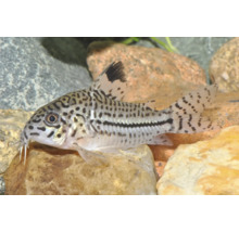 Leopard-Panzerwels Corydoras mit Punktmuster für das Aquarium auf einem Stein.