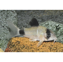 Panda-Panzerwels Corydoras panda im Aquarium auf einem Stein.