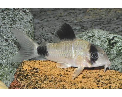 Fisch Panda Panzerwels - Corydoras panda Panda-Panzerwels Corydoras panda im Aquarium auf einem Stein.