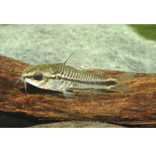 Zwergpanzerwels Corydoras pygmaeus im Aquarium auf einer Wurzel.