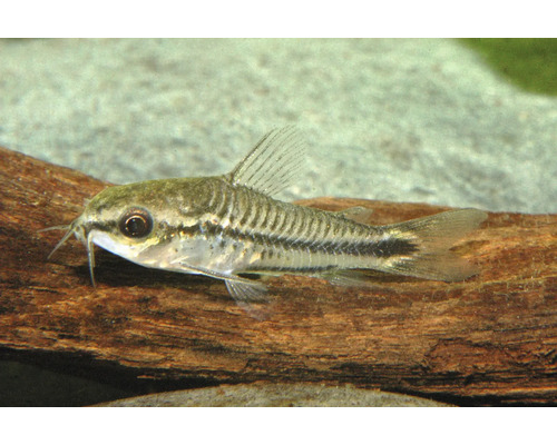 Zwergpanzerwels Corydoras pygmaeus im Aquarium auf einer Wurzel.