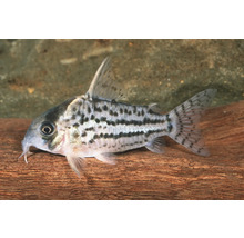 Schwartzs Panzerwels Corydoras schwartzi Aquariumfisch mit dunklen Punktreihen und Barteln auf einer Wurzel.