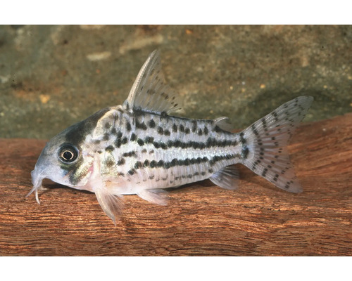 Schwartzs Panzerwels Corydoras schwartzi Aquariumfisch mit dunklen Punktreihen und Barteln auf einer Wurzel.