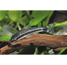 Ohrgitter-Harnischwels auf einer Wurzel in einem Aquarium mit Wasserpflanzen.