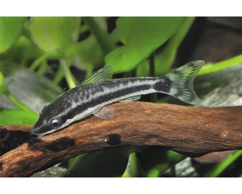 Ohrgitter-Harnischwels auf einer Wurzel in einem Aquarium mit Wasserpflanzen.