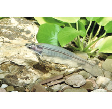 Transparenter Indischer Glaswels im Aquarium über Steinen und neben grünen Wasserpflanzen.