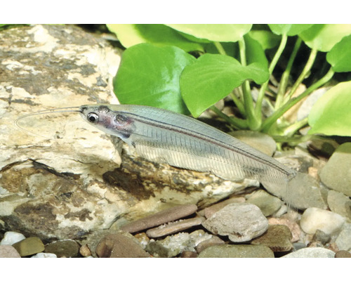 Transparenter Indischer Glaswels im Aquarium über Steinen und neben grünen Wasserpflanzen.