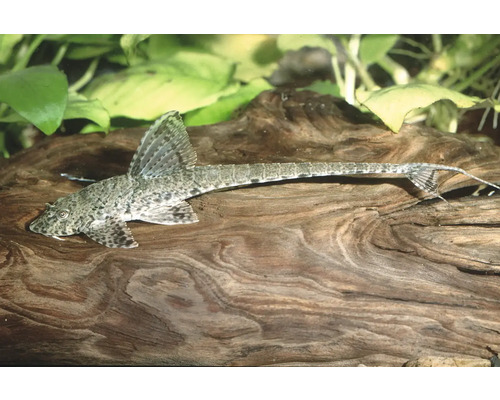 Gemusterter Hexenwels Rineloricaria auf einer Wurzel im Aquarium.