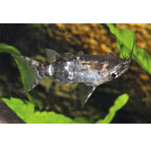 Rückenschwimmender Kongowels Synodontis nigriventris im Aquarium.