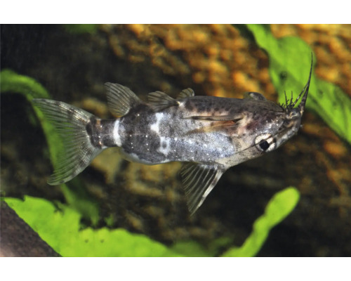 Fisch Rückenschwimmender Kongowels - Synodontis nigriventris Rückenschwimmender Kongowels Synodontis nigriventris im Aquarium.
