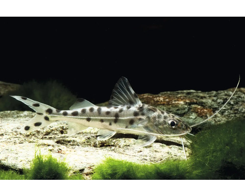 Engel-Antennenwels mit dunklen Punkten und langen Barteln im Aquarium auf einem Stein mit Algen.