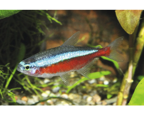 Neonsalmler Paracheirodon innesi im bepflanzten Aquarium mit Kiesboden.