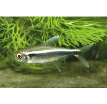 Schwarzer Neonsalmler Hyphessobrycon herbertaxelrodi im bepflanzten Aquarium.