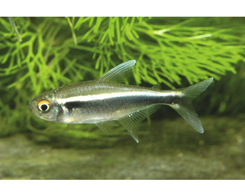 Schwarzer Neonsalmler Hyphessobrycon herbertaxelrodi im bepflanzten Aquarium.