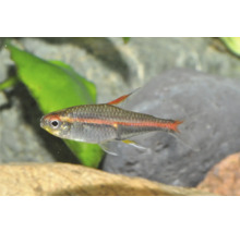 Glühlichtsalmler Hemigrammus erythrozonus in einem hellen Aquarium mit einer Pflanze und einem Stein.