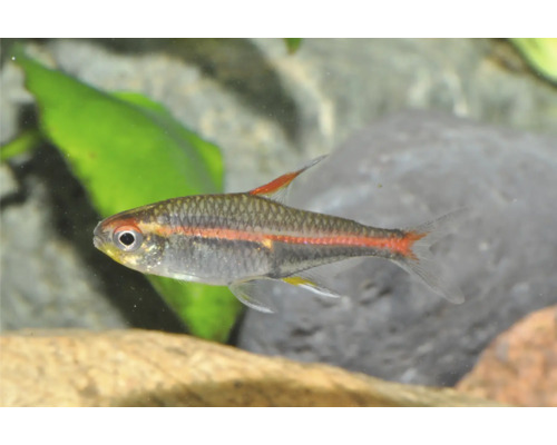 Glühlichtsalmler Hemigrammus erythrozonus in einem hellen Aquarium mit einer Pflanze und einem Stein.