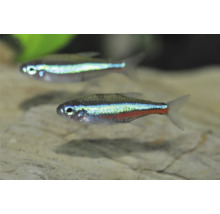 Neonsalmler (Paracheirodon innesi) schwimmend in einem Aquarium.