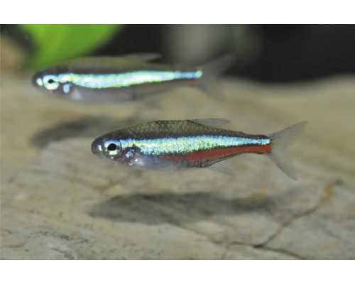 Neonsalmler (Paracheirodon innesi) schwimmend in einem Aquarium.