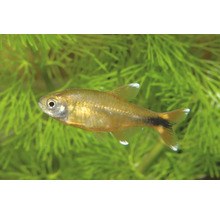 Kupfer-Salmler Hasemania nana im Aquarium vor grünen Wasserpflanzen.