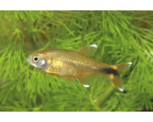 Kupfer-Salmler Hasemania nana im Aquarium vor grünen Wasserpflanzen.