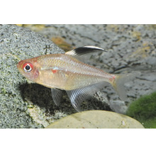 Fahnen-Kirschflecksalmler Hyphessobrycon erythrostigma, silbrig schimmernder Zierfisch mit rotem Fleck am Auge und schwarzer Rückenflossenspitze.