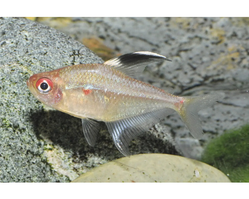 Fahnen-Kirschflecksalmler Hyphessobrycon erythrostigma, silbrig schimmernder Zierfisch mit rotem Fleck am Auge und schwarzer Rückenflossenspitze.