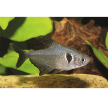 Schwarzer Phantomsalmler mit silbrigem Körper und dunklem Fleck hinter den Kiemen in einem Aquarium mit Wasserpflanzen und Wurzelholz.