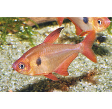 Blutsalmler Hyphessobrycon eques Zierfisch im Aquarium mit rötlichen Flossen und dunklem Fleck.