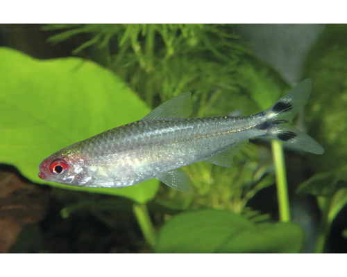 Rotmaulsalmler mit silbernem Körper und rotem Kopf in einem bepflanzten Aquarium.