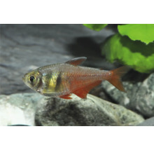 Roter von Rio Zierfisch schwimmend in einem Aquarium mit Steinen und grünen Pflanzen.