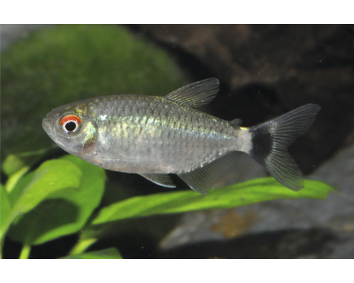 Rotaugensalmler Moenkhausia sanctaefilomenae in einem Aquarium mit Wasserpflanzen.