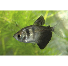 Trauermantelsalmler Gymnocorymbus ternetzi Zierfisch für Süßwasser-Aquarien mit markanter schwarzer Färbung der hinteren Körperhälfte.
