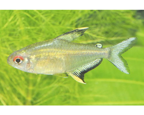 Zitronensalmler Hyphessobrycon pulchripinnis mit rotem Auge und gelb-schwarzen Flossen.