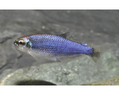 Blauer Tetra Boehlkea fredcochui Zierfisch für das Aquarium mit schimmerndem Körper und durchsichtigen Flossen.