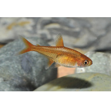 Kleiner oranger Funkensalmler schwimmend in einem Aquarium über Steinen.