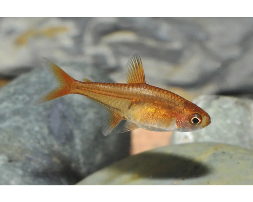 Kleiner oranger Funkensalmler schwimmend in einem Aquarium über Steinen.