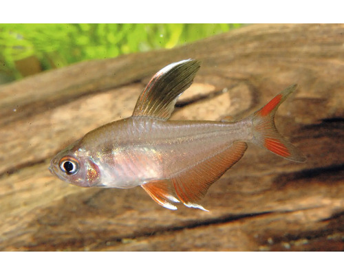 Schmucksalmler (Hyphessobrycon bentosi), Süßwasserfisch für Aquarien mit rötlichen Flossen und weißer Spitze an der Rückenflosse.