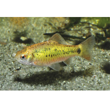 Messingbarbe Goldbarbe Puntius semifasciolatus Zierfisch im Aquarium auf Sand.