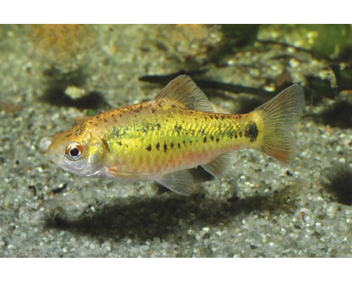 Messingbarbe Goldbarbe Puntius semifasciolatus Zierfisch im Aquarium auf Sand.