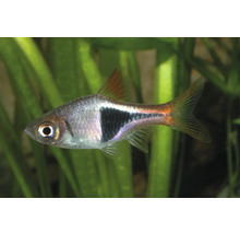 Keilfleckbärbling Trigonostigma heteromorpha mit charakteristischem schwarzem Fleck im Aquarium