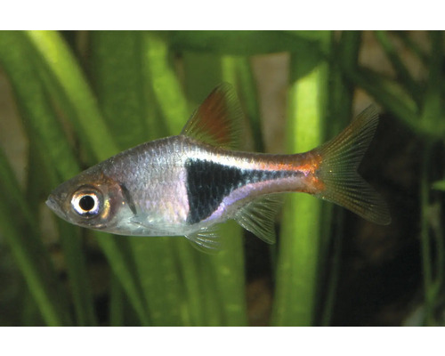 Keilfleckbärbling Trigonostigma heteromorpha mit charakteristischem schwarzem Fleck im Aquarium