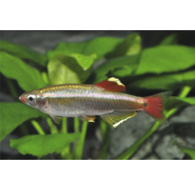Kardinalfisch Tanichthys albonubes, kleiner Süßwasserfisch mit silbrigem Körper und rötlichen Flossen.