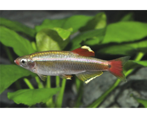 Kardinalfisch Tanichthys albonubes, kleiner Süßwasserfisch mit silbrigem Körper und rötlichen Flossen.
