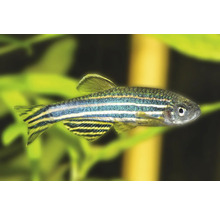 Zebrabärbling (Danio rerio), kleiner Süßwasserzierfisch mit markanten Längsstreifen für das Aquarium.