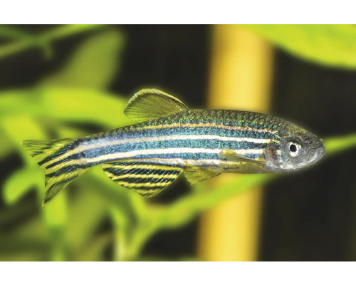 Zebrabärbling (Danio rerio), kleiner Süßwasserzierfisch mit markanten Längsstreifen für das Aquarium.