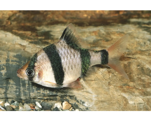Tigerbarbe, ein silbrig glänzender Süßwasserfisch für das Aquarium mit vier schwarzen vertikalen Streifen und rötlichen Flossen.