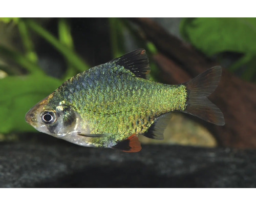 Fisch Sumatrabarbe grün - Puntius tetrazona Moosbarbe Puntigrus tetrazona für Süßwasseraquarien.
